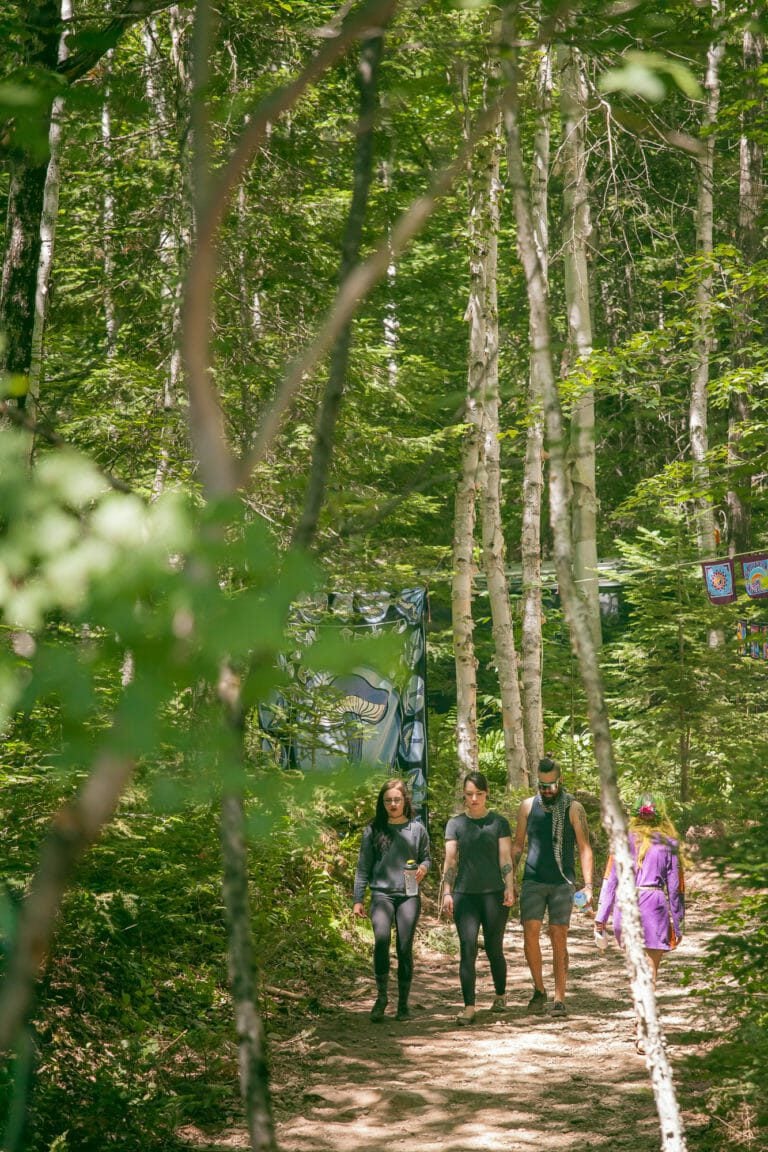 Personnes marchant sur un sentier forestier ensoleillé entre les bouleaux, avec des bannières peintes suspendues dans le bois