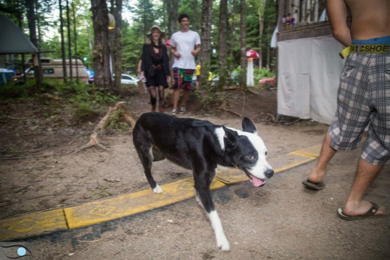 Photo du festival Future Forest 2016