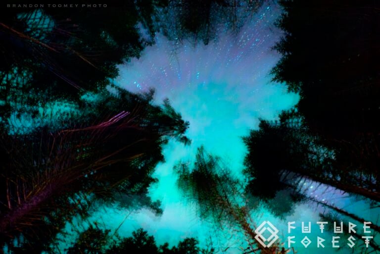Photo du festival Future Forest 2024