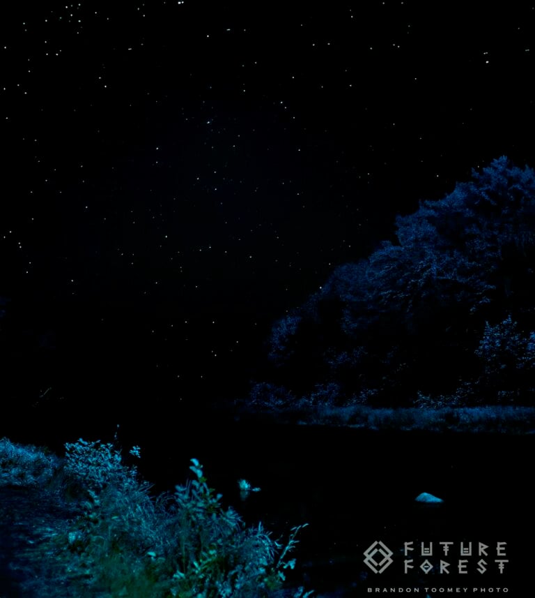 Photo du festival Future Forest 2024