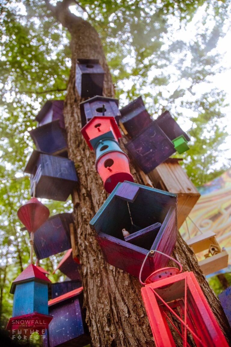 Photo du festival Future Forest 2024