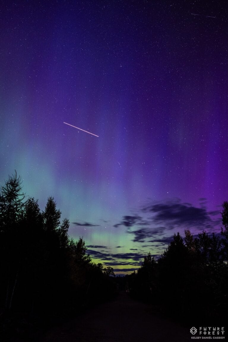 Aurores boréales violettes et vertes au-dessus d'un chemin bordé d'arbres, la nuit, avec des étoiles et une traînée lumineuse