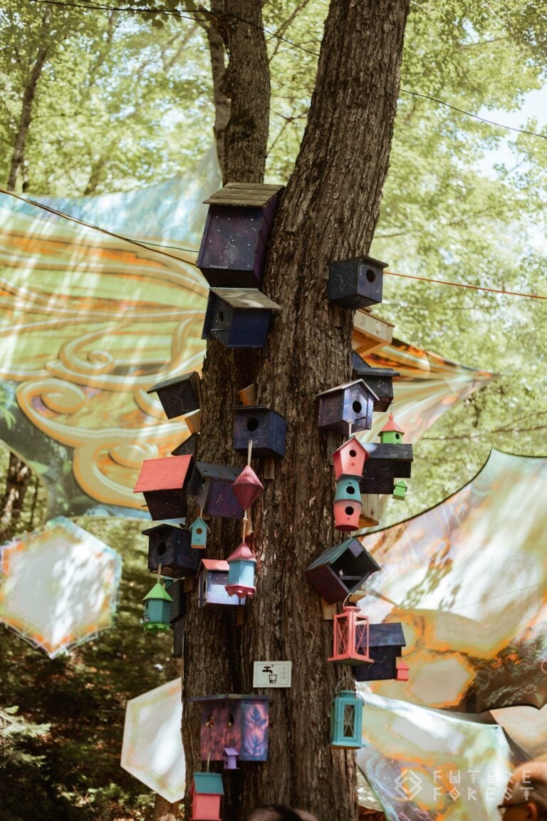 Photo du festival Future Forest 2024