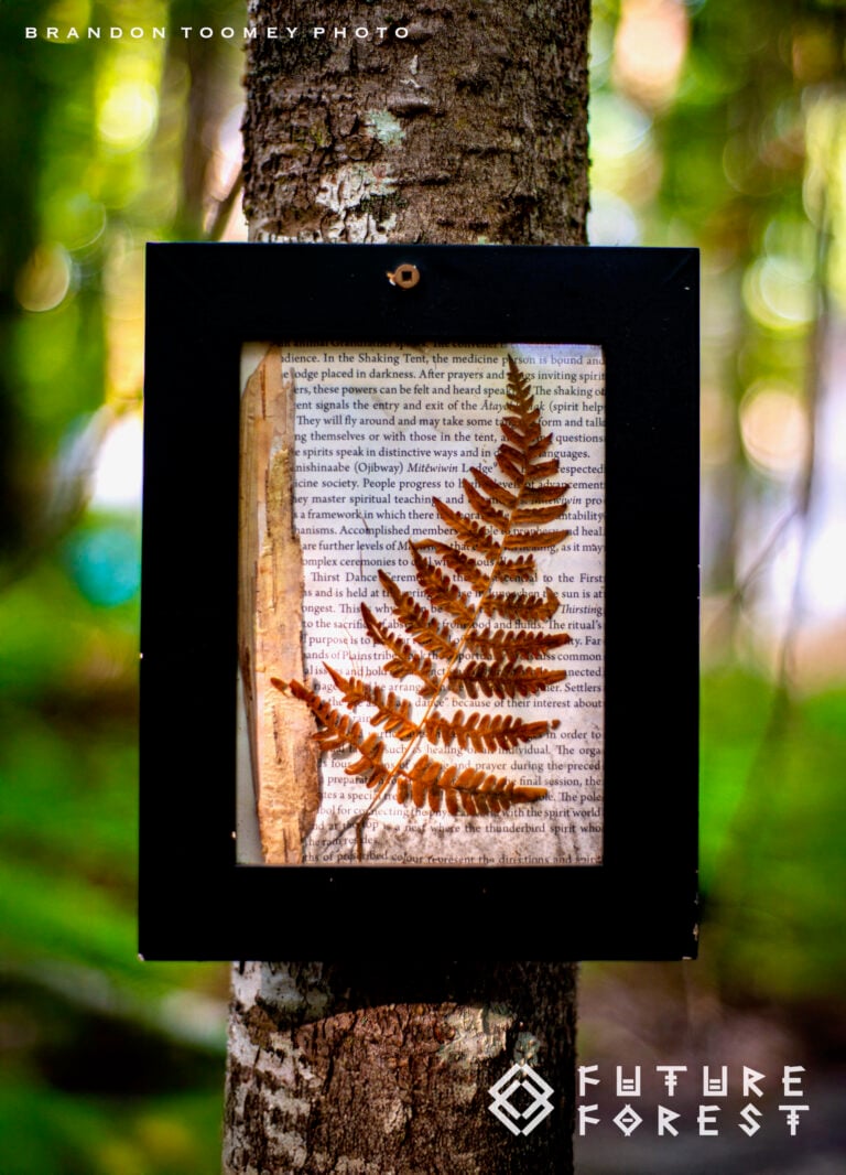 Photo du festival Future Forest 2025