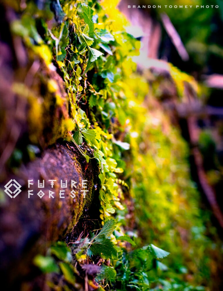 Photo du festival Future Forest 2025