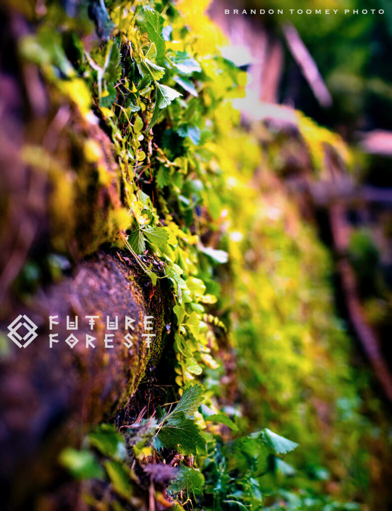 Vibrant green moss covering rocks and roots in the Future Forest woodland