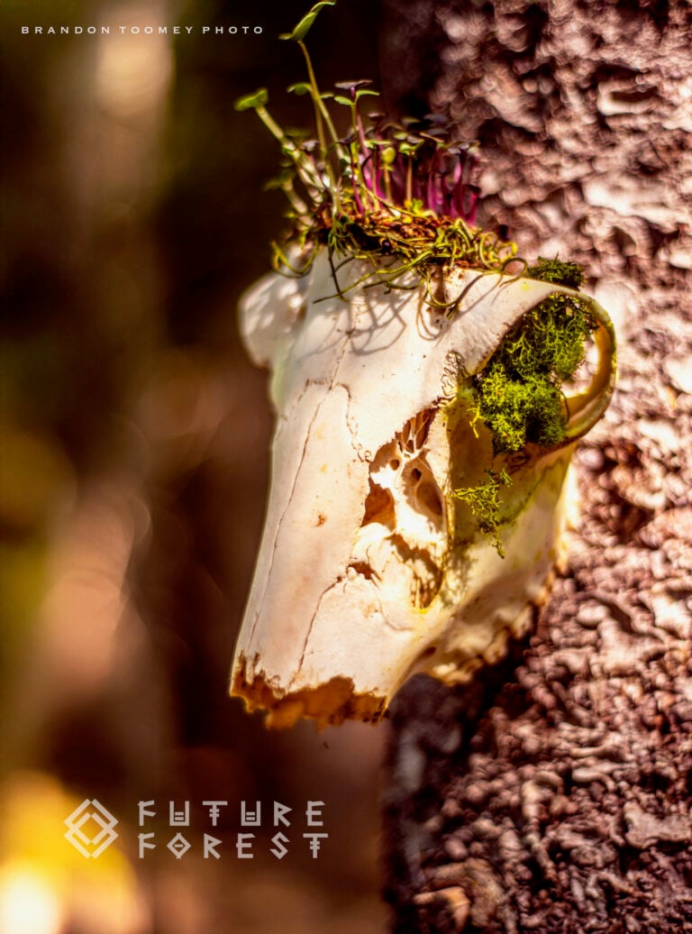 Photo du festival Future Forest 2025
