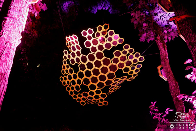 Photo du festival Future Forest 2025
