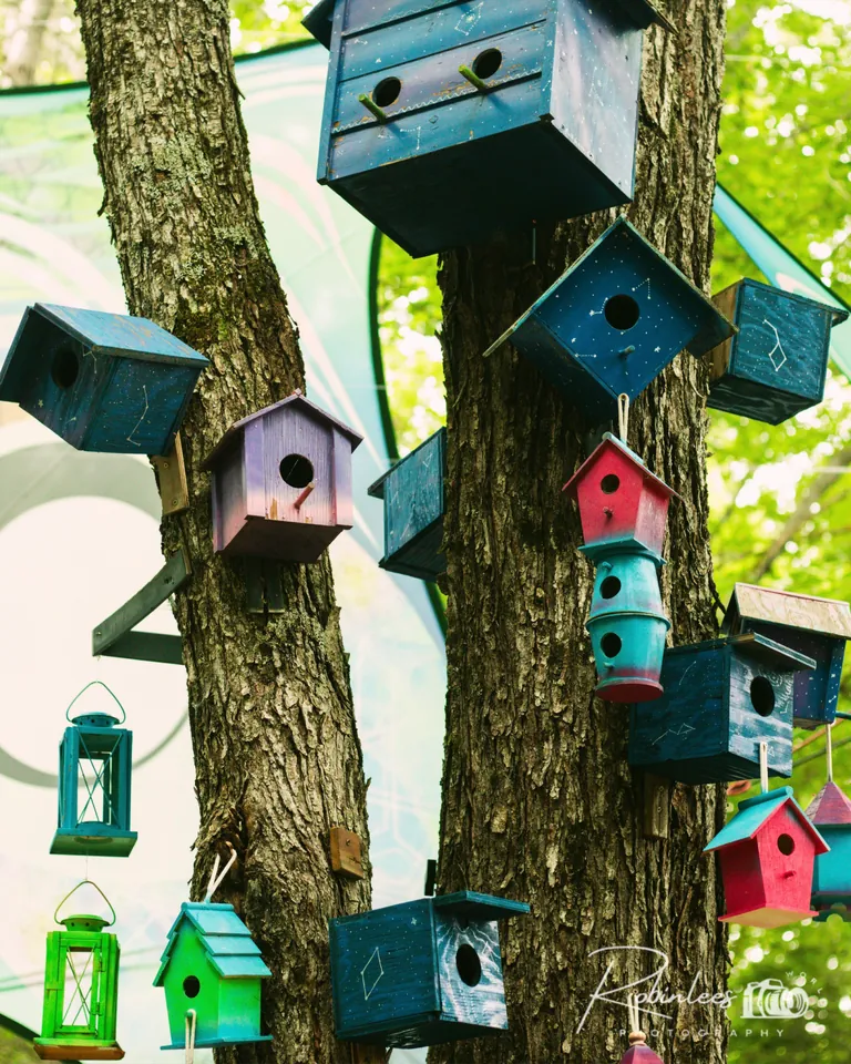 Photo du festival Future Forest 2023